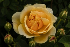 David-Carboy_One-Open-Six-To-Go_Jan-2022_Open-DIGITAL-Color-Master_Medal