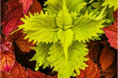 Gary-Slawsky_Colorful-Coleus_Mar-2022_Open-DIGITAL-Color-Master_Medal