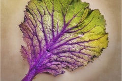 Gary-Slawsky_Colorful-Leaf_Jan-2022_Open-DIGITAL-Color-Master_Award