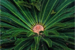 Gary-Slawsky_Glowing-Cycad_May-2022_Closeup-Macro-DIGITAL-Color-Master_Award