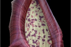 Gary-Slawsky_Pitcher-Plant-Leaf_May-2022_Closeup-Macro-DIGITAL-Color-Master_Award