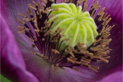 Howard-Wichansky_Splendor-Up-Close_Jan-2022_Open-DIGITAL-Color-Master_Award