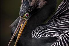 Jerry-Deutsch_Anhinga-Closeup_Mar-2022_Open-DIGITAL-Color-Master_3rd-Place