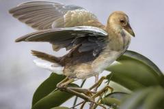 Jerry-Deutsch_Balancing-Act_Dec-2021_Open-Competition-DIGITAL-Color-Master_Award