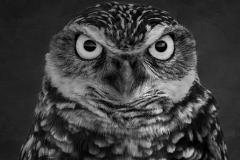 Jerry-Deutsch_Burrowing-Owl_-April-2022_Open-DIGITAL-Mono-Master_2nd-Place