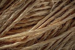 Jerry-Deutsch_Cord_May-2022_Closeup-Macro-DIGITAL-Color-Master_Award