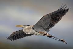 Jerry-Deutsch_Great-Blue-in-Flight_-April-2022_Open-DIGITAL-Color-Master_Award