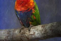 Jerry-Deutsch_Lorikeet_Jan-2022_Open-DIGITAL-Color-Master_2nd-Place