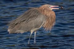 Jerry-Deutsch_Reddish-Egret-Snacking_Mar-2022_Open-DIGITAL-Color-Master_2nd-Place