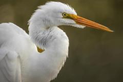 Jerry-Deutsch_Up-Close_Dec-2021_Open-Competition-DIGITAL-Color-Master_Award