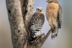 Jerry-Deutsch_Watchful-Eye_Jan-2022_Open-DIGITAL-Color-Master_1st-Place