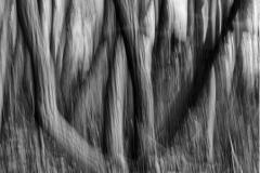 Joel-Goldberg_Blurred-Vision_Dec-2021_Open-Competition-DIGITAL-Mono-Master_1st-Place