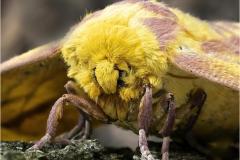 Joel-Goldberg_Emperor-Moth_Jan-2022_Open-DIGITAL-Color-Master_Award