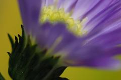 Joel-Goldberg_Flower-Crown_-April-2022_Open-DIGITAL-Color-Master_Award