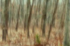 Joel-Goldberg_In-the-Woods_Dec-2021_Open-Competition-DIGITAL-Color-Master_Award