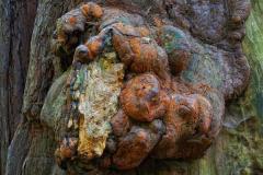 Joel-Goldberg_REDWOOD-TREE-KNOT_Oct-2021_Open-Color-Master_Medal