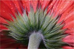 Joel-Goldberg_Under-the-Gerber_May-2022_Closeup-Macro-DIGITAL-Color-Master_2nd-Place