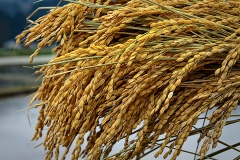 Marilyn-Baldi_Rice-2_Mar-2022_Open-DIGITAL-Color-Master_Award