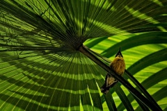 Marilyn-Baldi_Umbrella-Palm-With-Bananaquit_Sept-2021_Open-DIGITAL-Color-Master_1st-Place