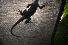 Mark-Schwartz_Visitor-Above_Jan-2022_Open-DIGITAL-Color-Master_Award