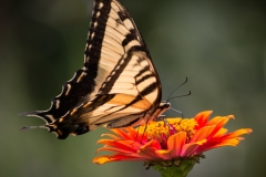 Susan-Boston_Luminous-Swallowtail_May-2022_Closeup-Macro-DIGITAL-Color-Master_Award