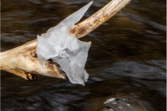 Arthur-Miceli_Perched-on-a-Branch_Feb-2022_Special-Contest-Ice-DIGITAL-Color-Salon_3rd-Place