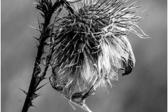 Bob-Kozera_Broken_May-2022_Closeup-Macro-DIGITAL-Mono-Salon_Award