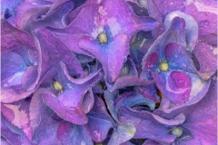 Bob-Kozera_Hydrangea_May-2022_Closeup-Macro-DIGITAL-Color-Salon_Award