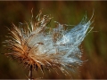Bob-Kozera_Shining-Thistle_Dec-2021_Open-Competition-DIGITAL-Color-Salon_Medal