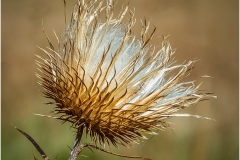 Bob-Kozera_Thistle_May-2022_Closeup-Macro-DIGITAL-Color-Salon_2nd-Place