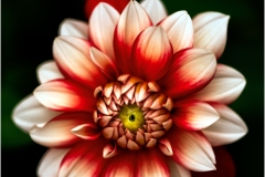 Henry-Hernandez_Eye-Of-Dahlia_May-2022_Closeup-Macro-DIGITAL-Color-Salon_Medal