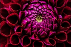 Henry-Hernandez_Mesmerizing-Dahlia_May-2022_Closeup-Macro-DIGITAL-Color-Salon_Award