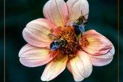 Henry-Hernandez_Pollination_May-2022_Closeup-Macro-DIGITAL-Color-Salon_1st-Place