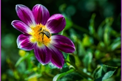Henry-Hernandez_The-Dahlia-And-The-Bee_Jan-2022_Open-DIGITAL-Color-Salon_Award