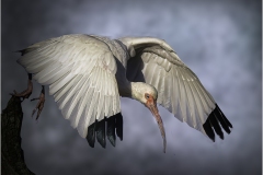 Herbert-Zaifert_Clear-for-take-off_Mar-2022_Open-DIGITAL-Color-Salon_1st-Place