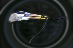 Herbert-Zaifert_Eye-on-the-nest_Jan-2022_Open-DIGITAL-Color-Salon_Award