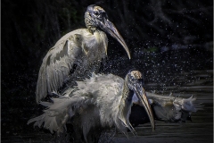 Herbert-Zaifert_Splish-splach-I-am-taking-a-bath_-April-2022_Open-DIGITAL-Color-Salon_Award