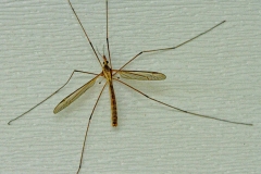 John-Sandstedt_A-Bug-on-the-Side_May-2022_Closeup-Macro-DIGITAL-Color-Salon_Award