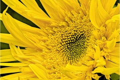 John-Sandstedt_Deluge-Damaged_Jan-2022_Open-DIGITAL-Color-Salon_Award