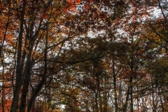 John-Sandstedt_On-An-Afternoon-Walk-at-Rutgers-Gardens_-April-2022_Open-DIGITAL-Color-Salon_Award