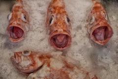 Lorenzo-Ventura_The-Quartet-if-they-could-only-sing._May-2022_Closeup-Macro-DIGITAL-Color-Salon_Award