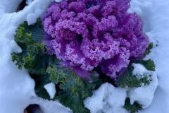 Patricia-Pascale_Ornamental-Cabbage-in-the-Snoe_Jan-2022_Open-DIGITAL-Color-Salon_Award