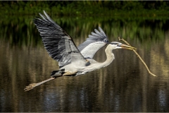 Phil-Levy_Great-Blue-Heron_Jan-2022_Open-DIGITAL-Color-Salon_Medal