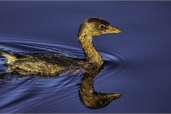 Phil-Levy_Grebe_Jan-2022_Open-DIGITAL-Color-Salon_Medal