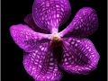 Phil-Levy_Vanda_Dec-2021_Open-Competition-DIGITAL-Color-Salon_Award
