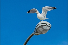 Rabindra-Robin-Paul_Time-to-Return-Home_Mar-2022_Open-DIGITAL-Color-Salon_Award