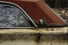 Rich-Doerr_Skylark_Jan-2022_Open-DIGITAL-Color-Salon_Award