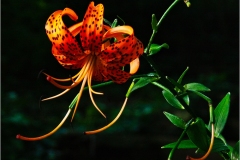 Tom-Bartel_Asian-Lilly_Jan-2022_Open-DIGITAL-Color-Salon_Medal