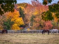 Tom-Bartel_Autumn-Grazing_Oct-2021_Open-Color-Salon_Award