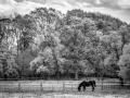 Tom-Bartel_Autumn-In-Infrared_Dec-2021_Open-Competition-DIGITAL-Mono-Salon_Award